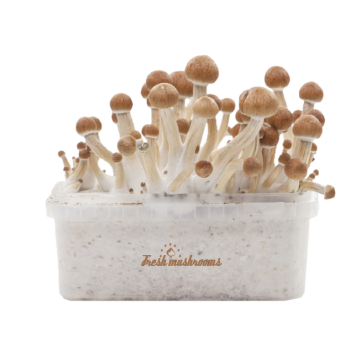Ecuador Magic msuhroom grow kit Fresh mushroom