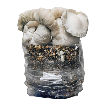 Jack Frost Grow Kit