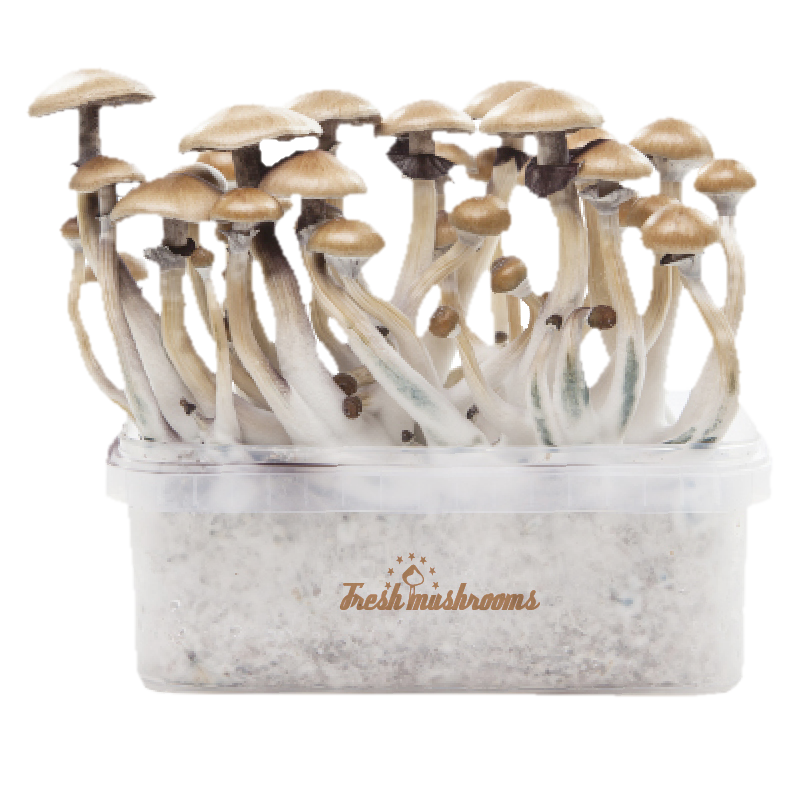 Golden Teacher XP| Fresh Magic Mushrooms Grow Kit