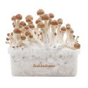 FreshMushrooms® grow kit B+