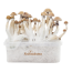 Mexican XP | Fresh Magic Mushrooms Grow Kit