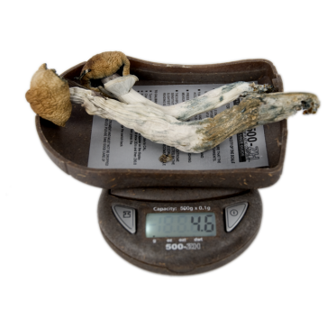 My Weigh 500-zh digital pocket scale mushrooms