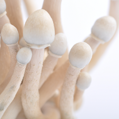 Albino A+ psilocybe cubensis mushrooms