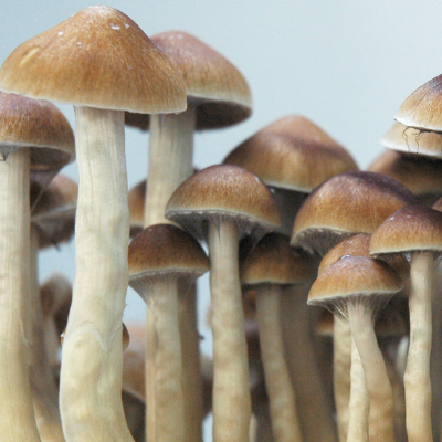 Mckennaii psilocybe cubensis mature mushrooms