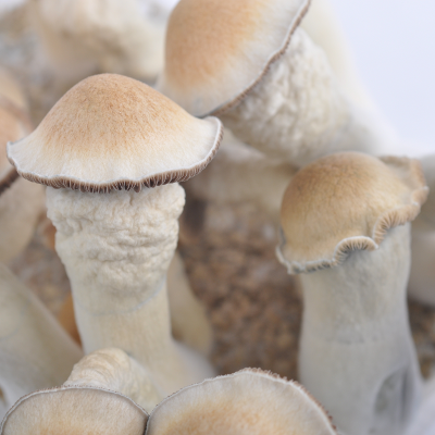 Penis Envy psilocybe cubensis matured mushrooms