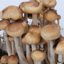 Mazatapec psilocybe cubensis mushrooms