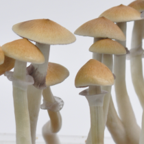 mushrooms of the cambodia psilocybe cubensis
