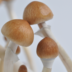 B+ psilocybe cubensis mushrooms