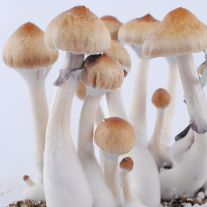 Ecuador psilocybe cubensis mushrooms