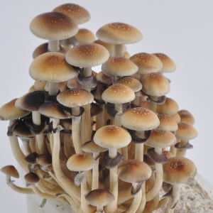 Golden Teacher psilocybe cubensis mushrooms mature