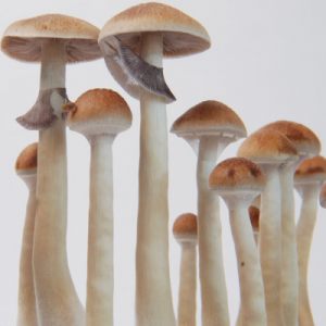 Treasure Coast psilocybe cubensis matured mushrooms