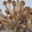 Golden Teacher psilocybe cubensis mushroom pins