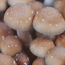PES Hawaiian  psilocybe cubensis mushrooms