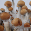 Treasure Coast psilocybe cubensis mushrooms