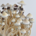 Albino A+ psilocybe cubensis mushroom flush