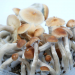 B+ psilocybe cubensis mushrooms mature