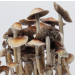 Burma psilocybe cubensis mature mushrooms