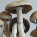 Ecuador psilocybe cubensis mature mushroom