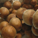 Mckennaii psilocybe cubensis mushrooms caps